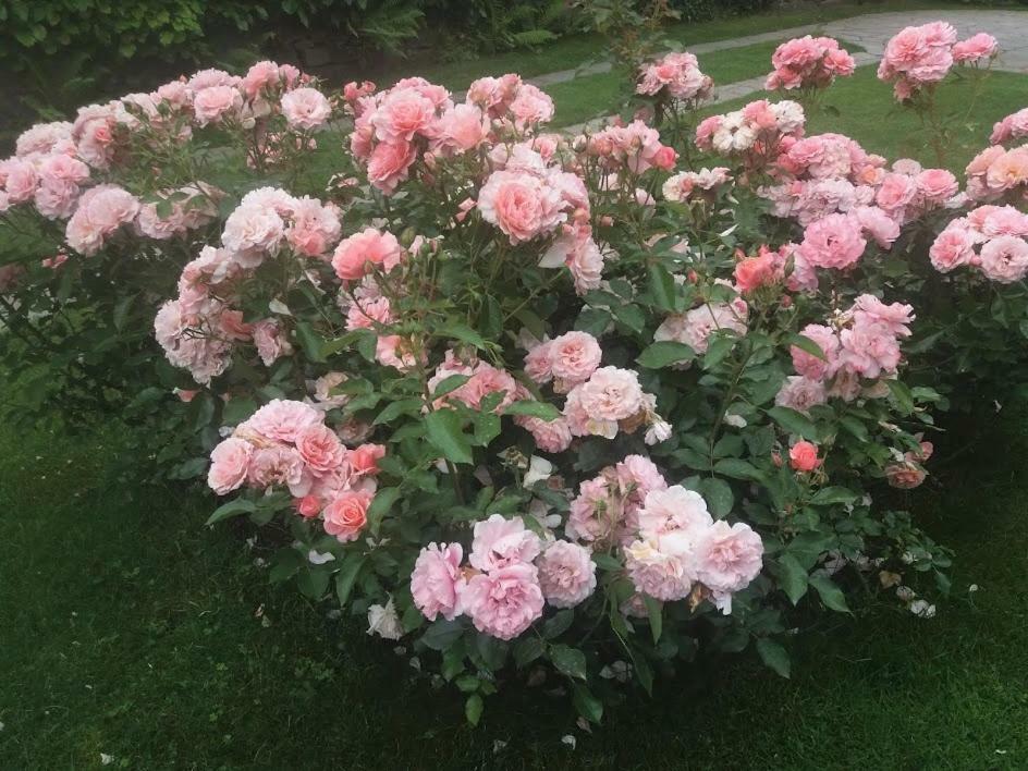 Casetta Delle Rose Биелла Экстерьер фото